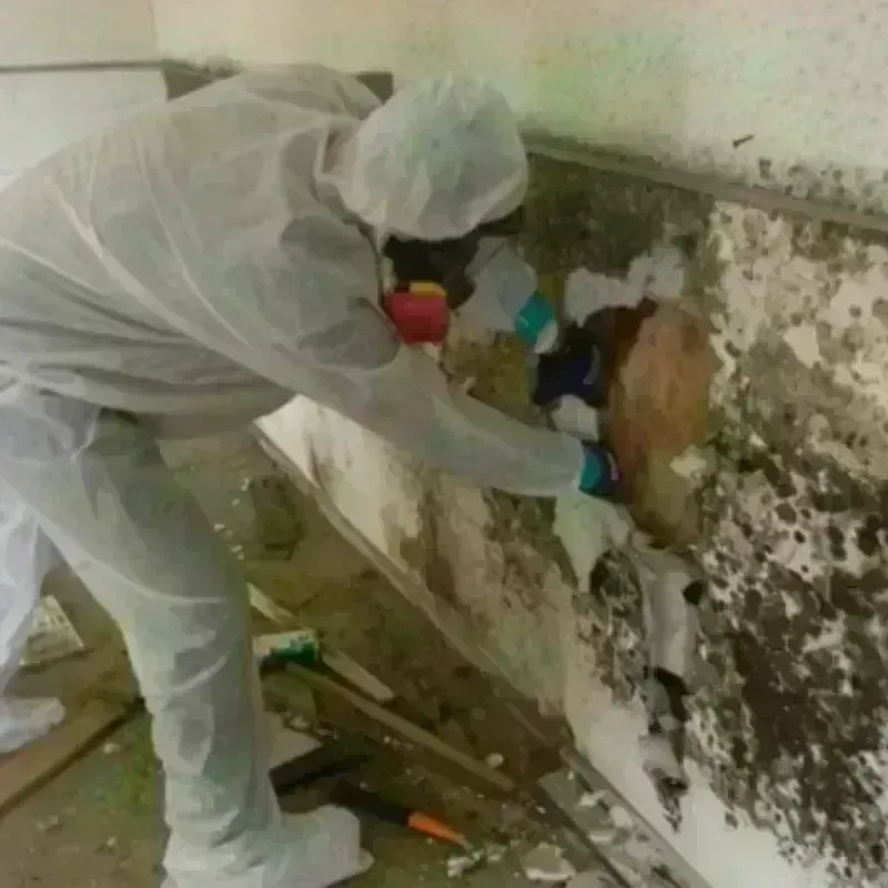 Mold Remediation and Removal in Woodworth, LA